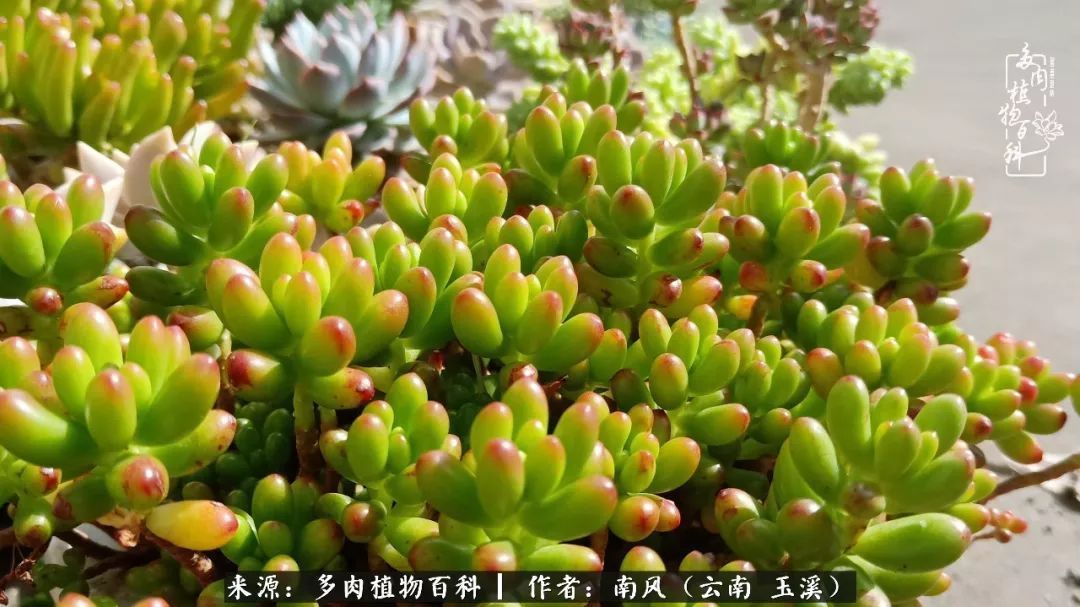 从小喜欢绿植，后来遇见多肉，情不知所起，那就再接再厉！