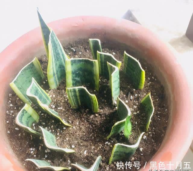 繁殖|养“虎尾兰”有要点，学会“砍倒重来”，1盆变100盆，4年到房顶