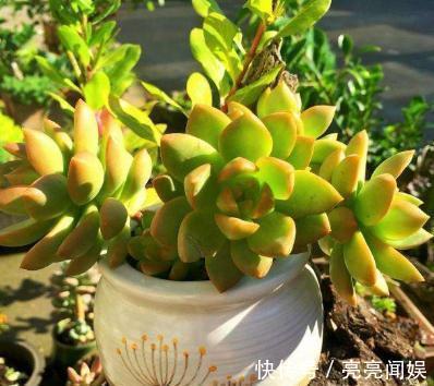 喜欢多肉又不会养，记住4步，叶片又肥又漂亮，轻轻松松挤爆盆