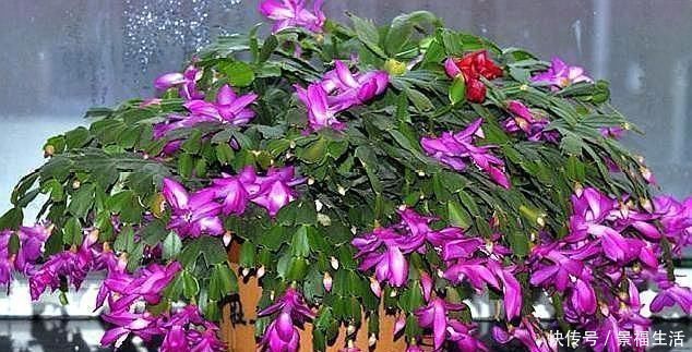 浇水|给蟹爪兰浇水,没抓住“关键点”,蟹爪兰养不好,浇了也“白浇”