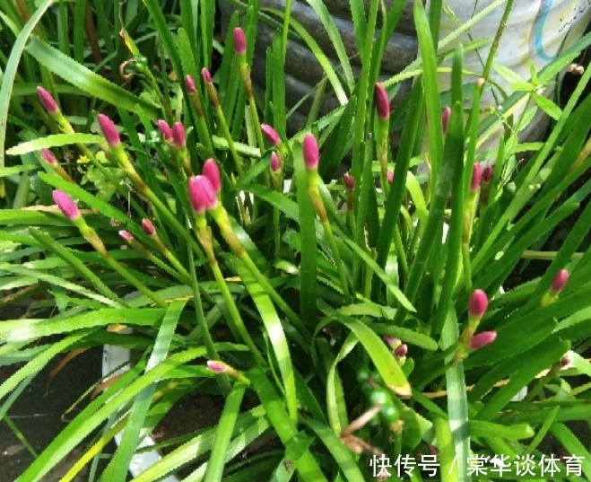 酸性|天生爱淋雨的花，多淋几次，连肥料都省了