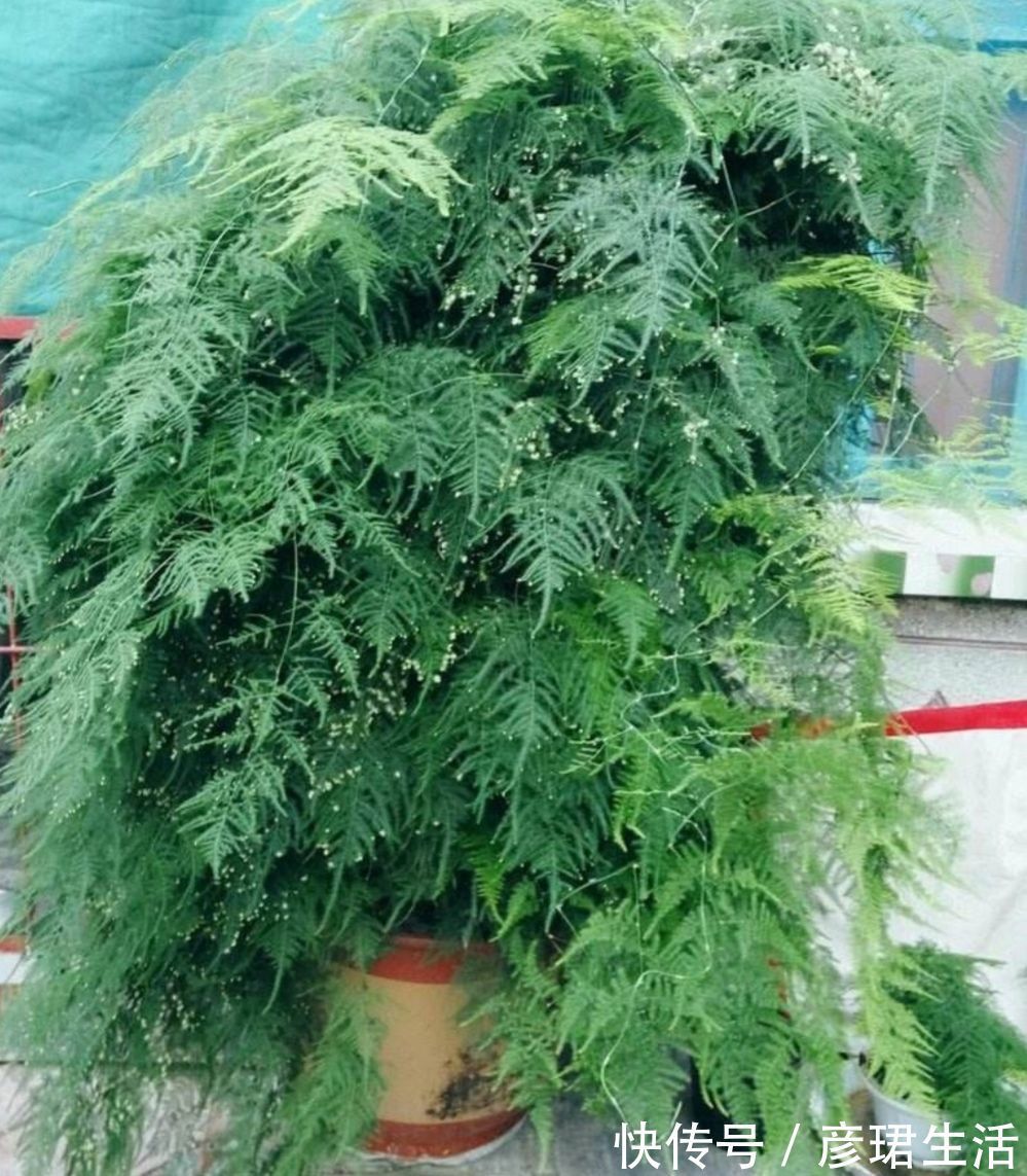 养花|这3种花要“懒养”,越是粗放养护,植株长势越旺盛