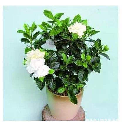 修剪|栀子花盆里埋上一勺它,浇水再加一勺醋,30天冒出500个花苞