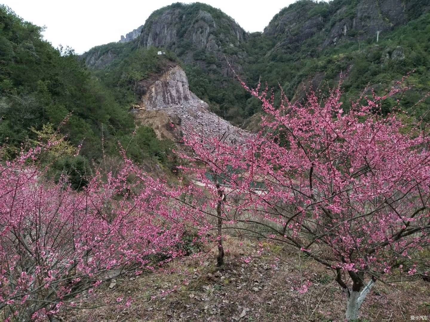 疏影横斜水清浅，赏梅记