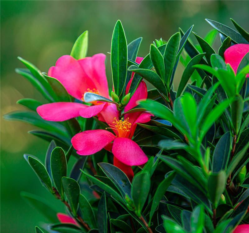 夏天|夏天也开花的茶花,怎么养护才能不出现问题,3个重点要知道