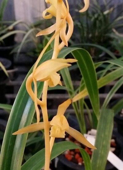 金黄|花叶俱赏的兰花,花色金黄,香味扑鼻,叶片线艺明显,值得入手