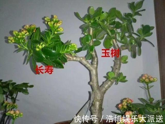 盆景|教你1招,让“长寿花”秒变老桩,开花越来越多,养好能做盆景