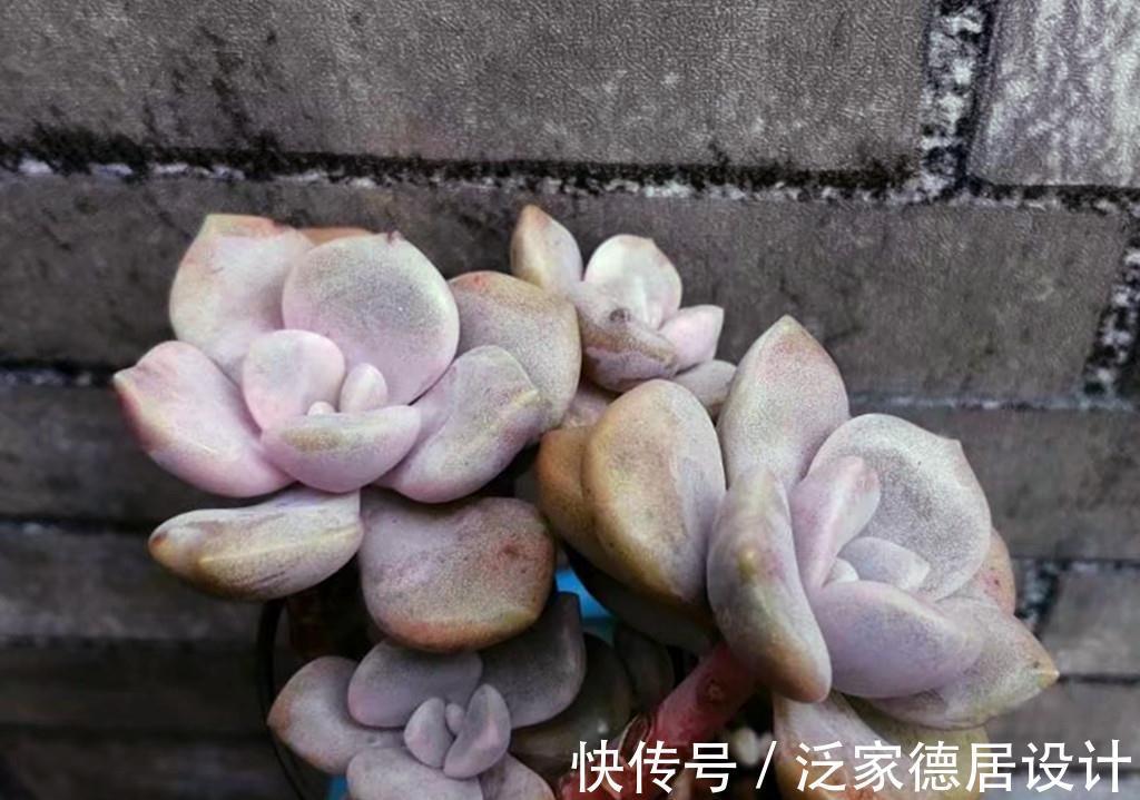 春天|被名字耽误的经典多肉诺玛,特别爱爆头,长成小老桩的样子很美