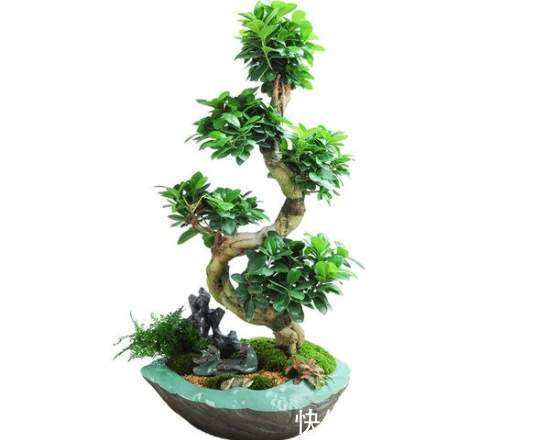 阳台再小，也能养3种树，小盆就能养，个个都是“传家宝”