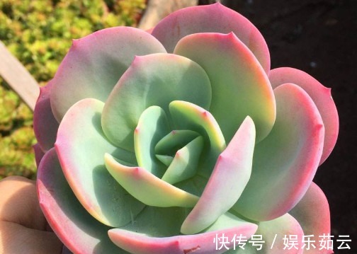 多肉植物|多肉白凤怎么叶插教你3个小步骤,叶插后生根快速越长越旺盛