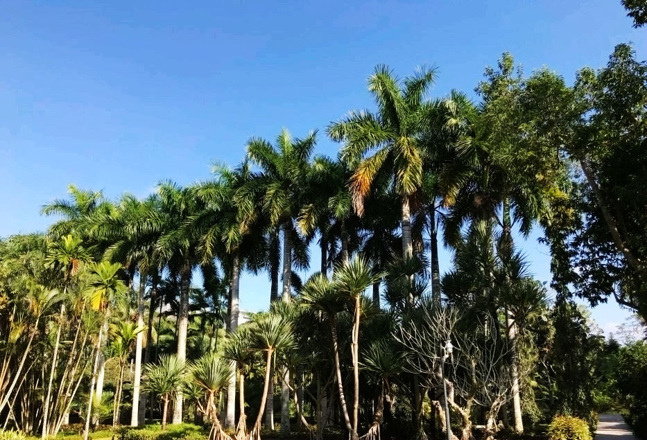 热带经济|美丽的植物园，独特的植物景观——游兴隆热带植物园