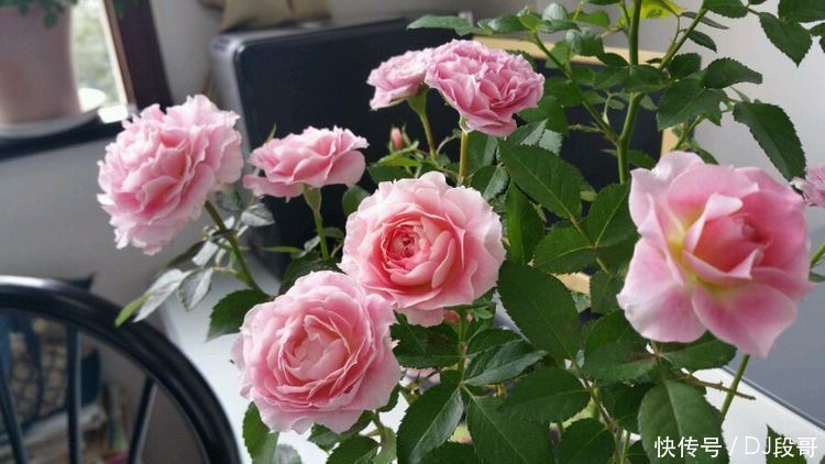 5种花美的出奇,惹人喜爱,全年开花不断,花开美观又大气