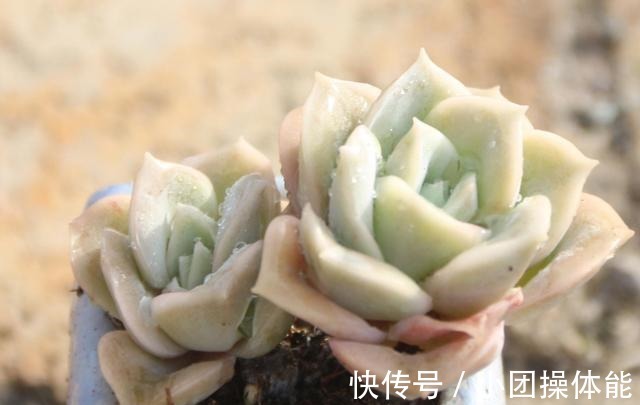 曾经贵到令人咋舌，且株型似玫瑰的可爱玫瑰多肉你现在还在养吗！