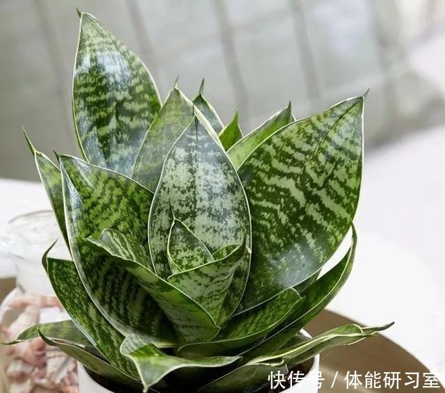 几种在夜晚释放氧气的植物,养在卧室里都不用担心!