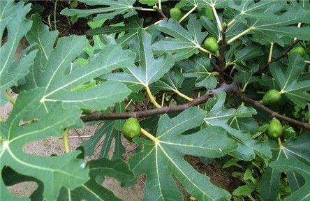 荸荠|不想被痔疮困扰?平时用泡水此几物喝,消肿活血,痔疮悄悄不见