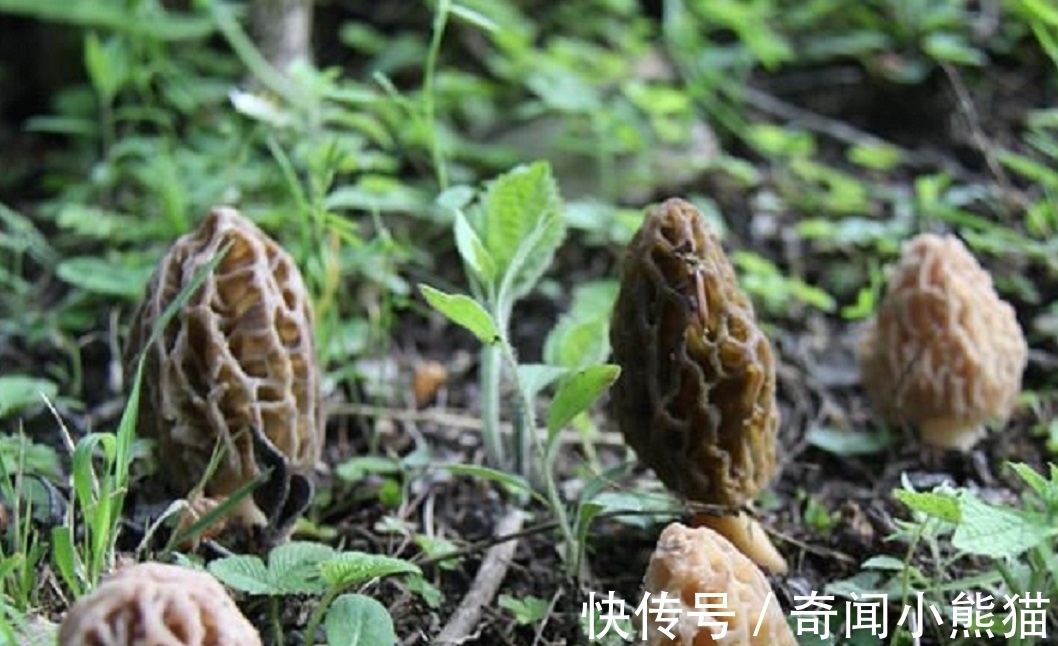 山地|山地里长出“干珊瑚”，治愈恶性肿瘤千金难买，还可抑制肥胖