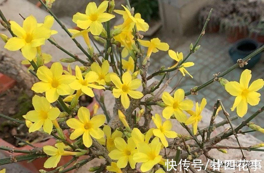 7款真正的耐寒花,冬天露养冻不死,下雪天也能变美开花