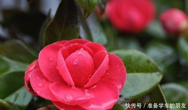 浅种|茶花用什么盆种好把握好两个“浅”字,成活有保证,叶片不发黄!