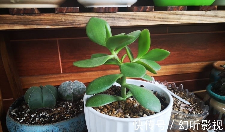 冬天养玉树,做好2点,枝肥叶壮、杆子壮实、绿意盎然