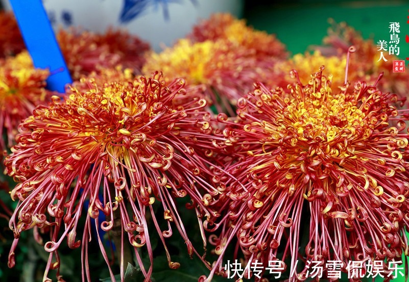 喜欢养菊,不如养盆“菊中珍品”飞鸟美人,花似美人起舞,美呆!