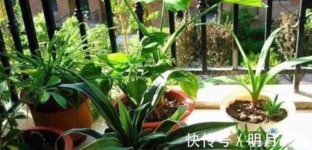 给花换盆后,3件事不能做,不然难服盆,还长不好