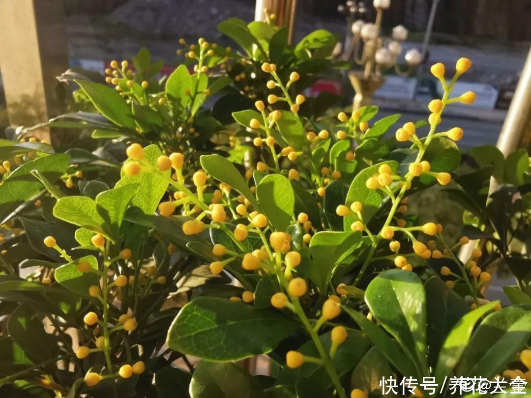 蝴蝶兰|7种花，立秋后换盆，秋冬才能越养越好