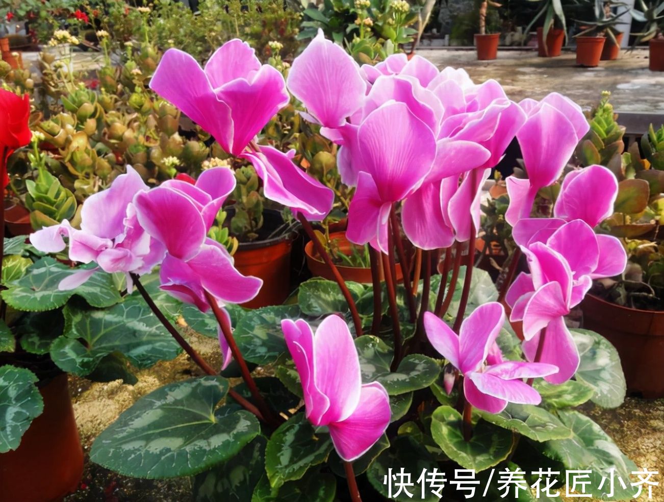 秋季3种花要补肥,但不是用促花肥,要合理施肥,才能开花爆盆