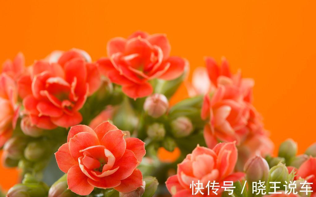 养花7年总结的小经验,希望对你有帮助