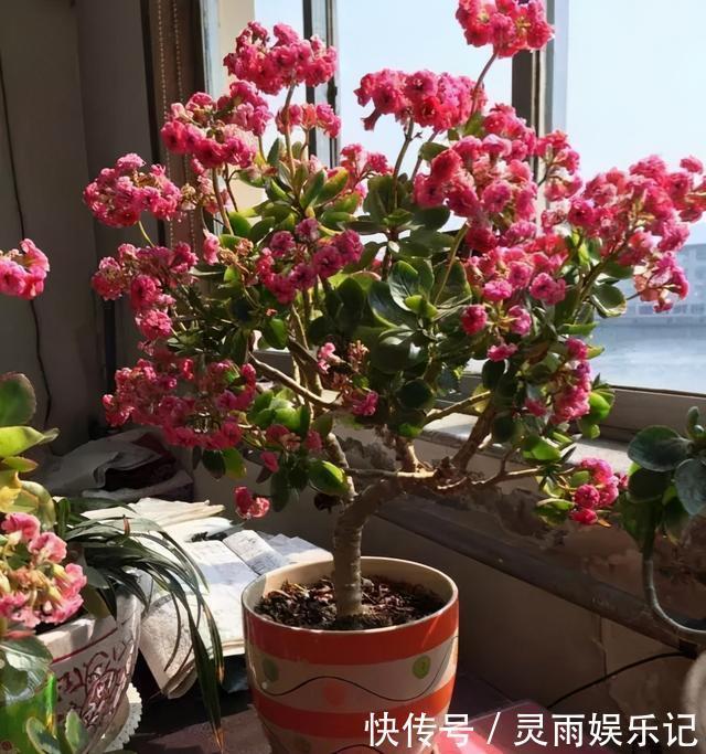 叶片|长寿花开败了？别手欠！3件事做对了，花芽又挤满了