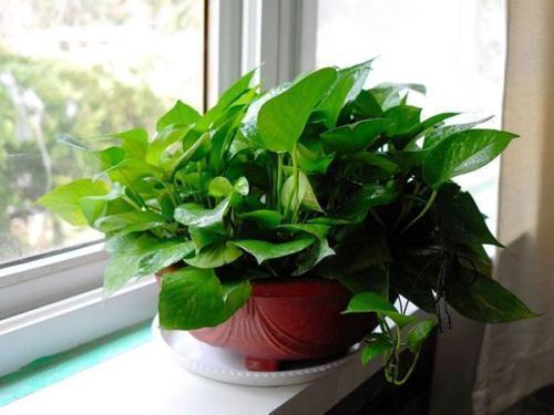 长寿花|爱喝“油”的4种花,盆里每周来1勺,根壮叶绿,当花肥真好用!