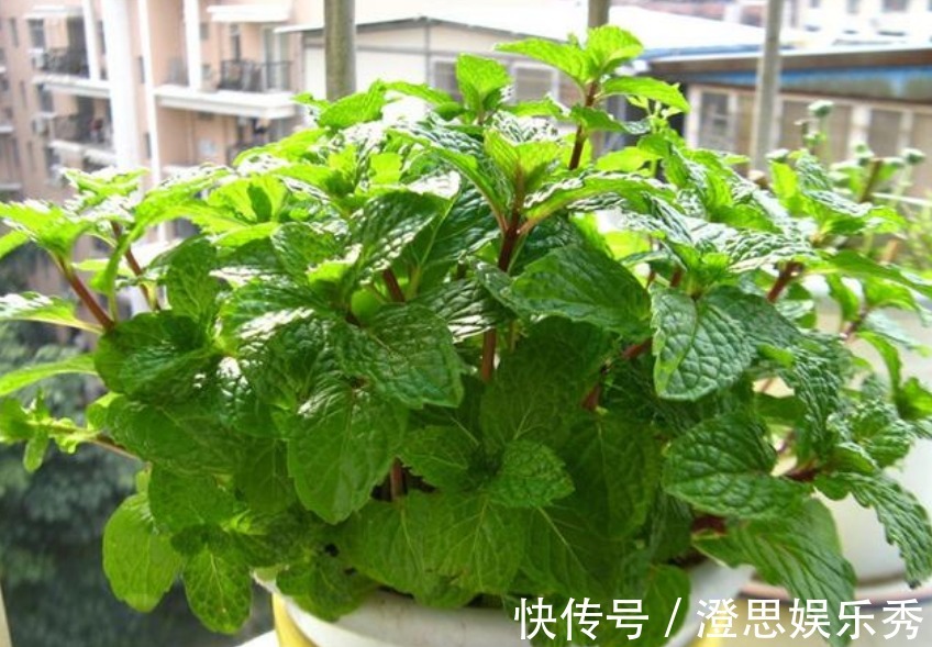 “3种花”最适合养卧室,漂亮又养人,提高睡眠质量,心情好!