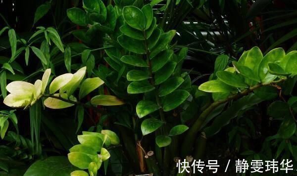 逛花市千万别买这3种花,内藏“猫腻”,买回家很难养活