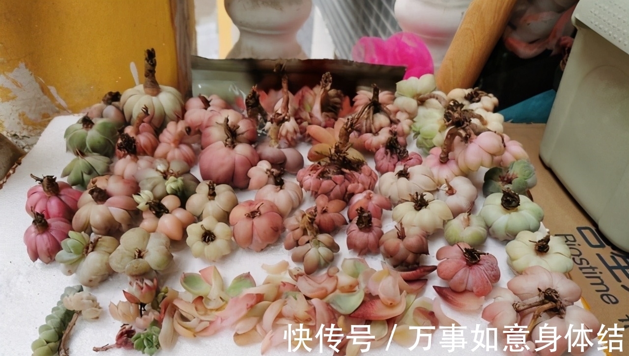 根部|春季给多肉修根需要注意的4个问题,正确修根,多肉长得好抗性强