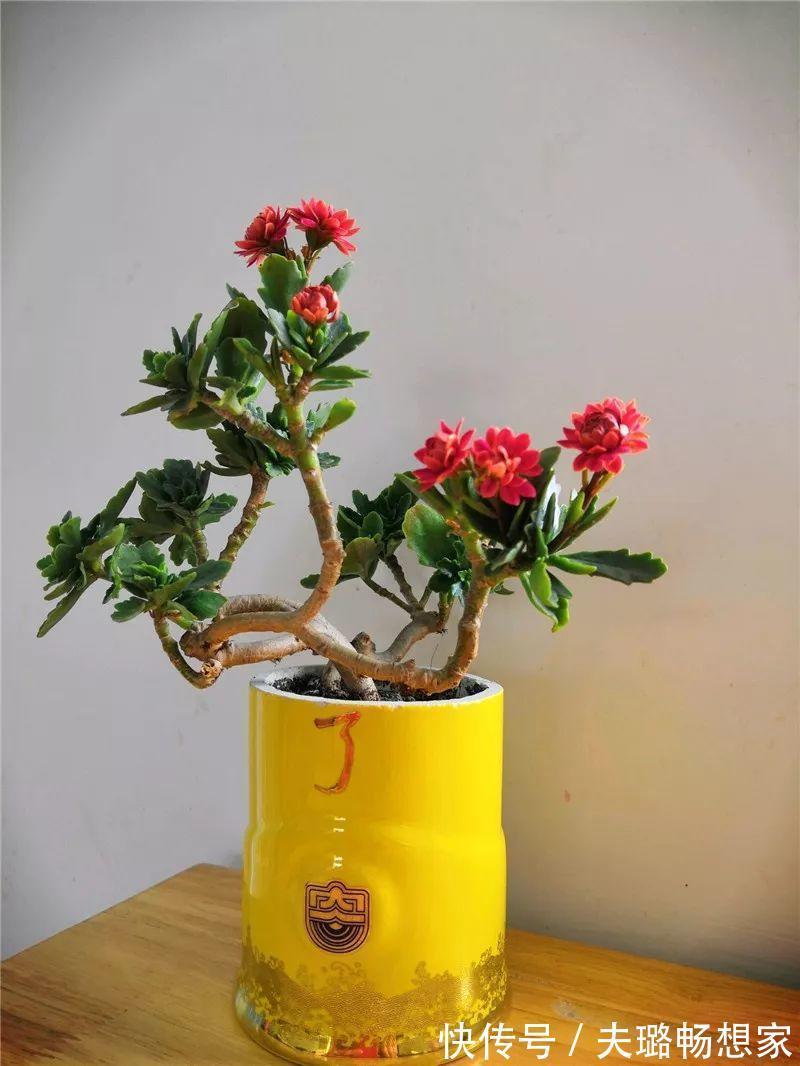 酒瓶种长寿花,阳光晒够了,3个月变老桩!