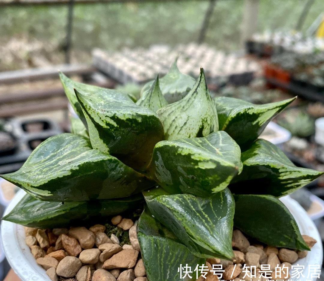 背窗三杰|多肉植物中的“背窗三杰”,叶子很通透,超好养护,颜值担当