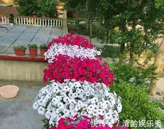 室内养花，盆栽首选懒人花，这4款适应性强、花期长、花量还大