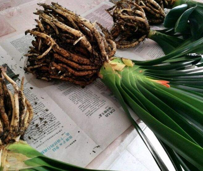 烂根|君子兰根烂了能救活吗教你3个挽救小妙招,君子兰“起死回生”