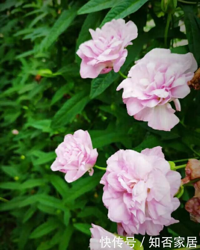 特别好养|养花技巧:折腾不死的25种花,咋养都爆盆,懒人最适合