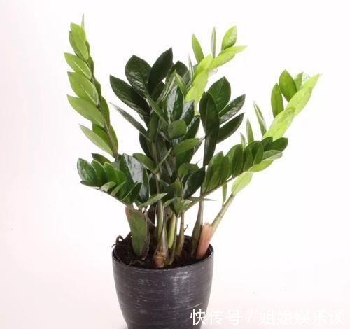 浇水|17种适合生长在弱光处的室内植物,可以摆放在家里的任何角落