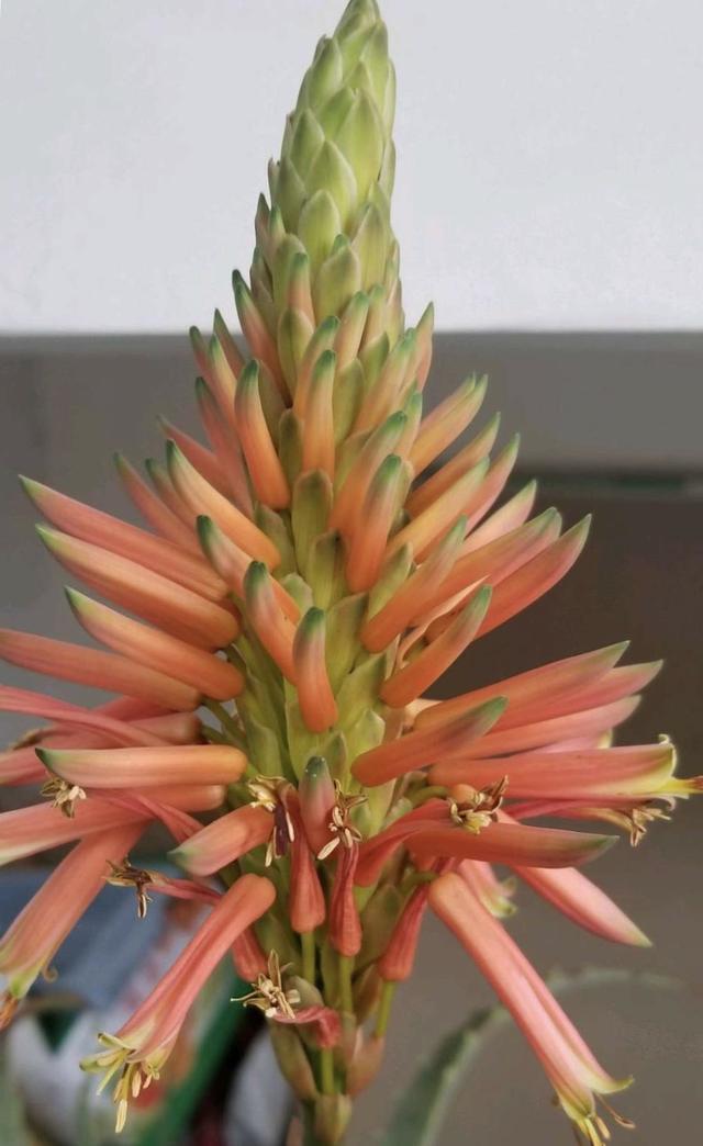 吴大妈养花有诀窍,家里虎皮兰、芦荟1人高,还能开花