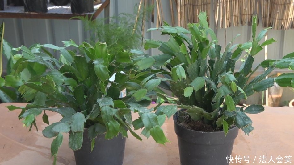 盆栽|天热养蟹爪兰,解锁浇水密码,度夏容易,盆栽照样嗖嗖长新叶
