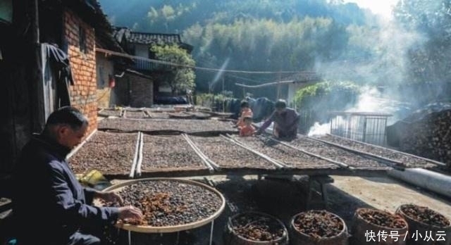 这种“油果子”,烂在地上的也有人要,碾压打磨,成品上百元一斤