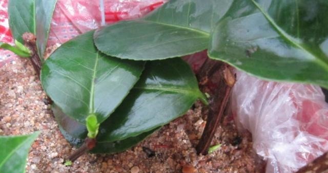 扦插的5个错误操作，不是难生根，是你做错了，扦插其实很简单