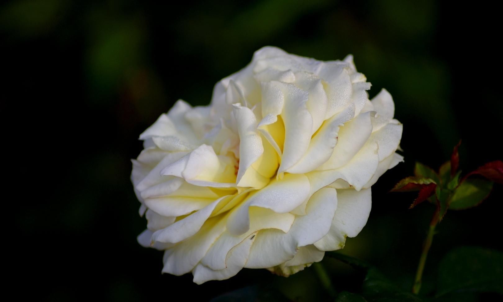 月季|樱花退去月季来，“花堤柳岸”花盛开（一）