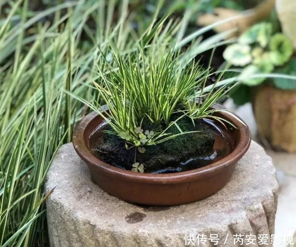 土壤|菖蒲是盆景不可缺少的装饰植物,多浇水少施肥,湿着养