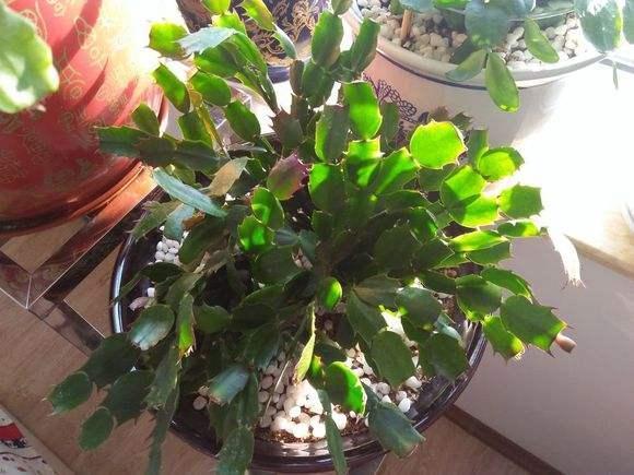 蟹爪兰进入“休眠期”，4件事避开，新叶厚一倍，越长越密集