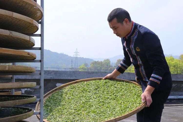 浑身|白茶浑身是“宝”，难怪越来越多的茶友开始喝白茶！