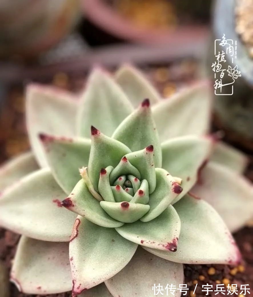 多肉植物|养多肉三年多九万里悟道,终归诗酒田园!