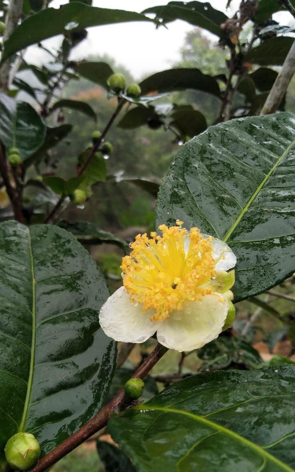 品尝|有的人喝茶为了解渴，有的人则是品尝不同茶叶冲泡出的味道