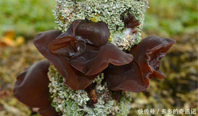 做法|木耳别再炒肉了,教你新做法,酥脆咸香,天天吃都不腻!